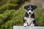 standing Husky Puppy