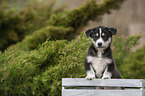 standing Husky Puppy