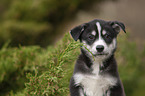 Husky Puppy Portrait
