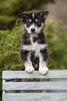 standing Husky Puppy