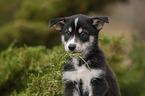 Husky Puppy Portrait