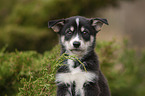 Husky Puppy Portrait