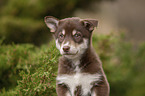 Husky Puppy Portrait