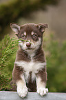 standing Husky Puppy