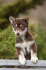 standing Husky Puppy