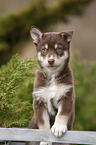 standing Husky Puppy