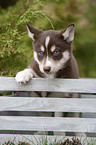 Husky Puppy