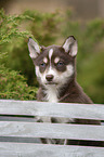 Husky Puppy Portrait