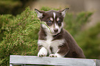 Husky Puppy