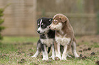 two Husky puppies