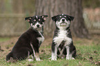 two Husky puppies