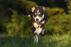 running Husky Puppy