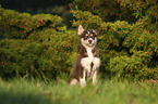 sitting Husky Puppy