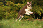 running Husky Puppy