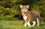 Siberian Husky