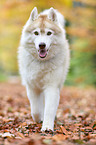 walking Siberian Husky