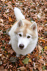 sitting Siberian Husky