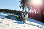 lying Siberian Husky