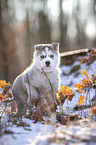 standing siberian husky puppy