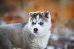 Siberian Husky puppy portrait