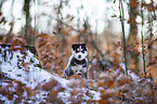 sitting Siberian Husky puppy