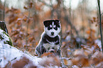 sitting Siberian Husky puppy