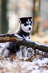 sitting Siberian Husky puppy