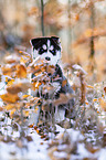sitting Siberian Husky puppy