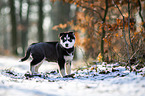 standing siberian husky puppy