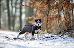 standing siberian husky puppy