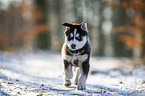 running Siberian Husky puppy