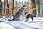 Siberian Huskies