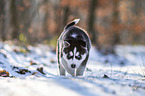 running Siberian Husky puppy