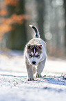 running Siberian Husky puppy