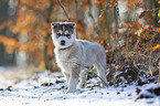 standing siberian husky puppy