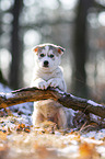 sitting Siberian Husky puppy