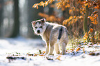 standing siberian husky puppy