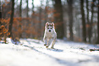 running Siberian Husky puppy