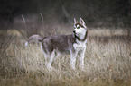 standing Siberian Husky