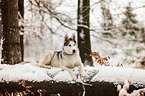 lying Siberian Husky