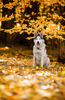 sitting Siberian Husky