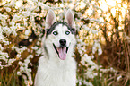 Siberian Husky Portrait