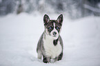 Siberian Husky Puppy