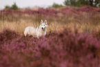 Siberian Husky