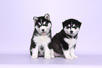 Siberian Husky Puppies