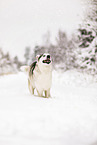 Siberian Husky in winter