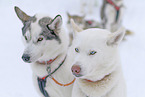 Siberian Huskys