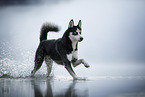 Siberian Husky