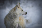 Siberian Husky