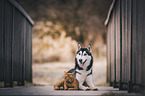 Siberian Husky and domestic cat